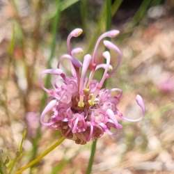 bracteosa